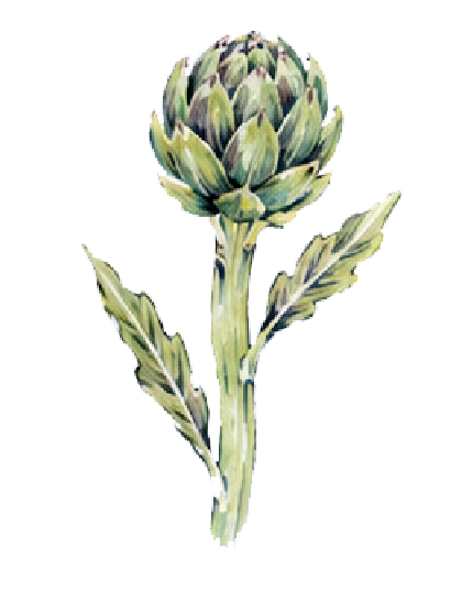 Artichoke